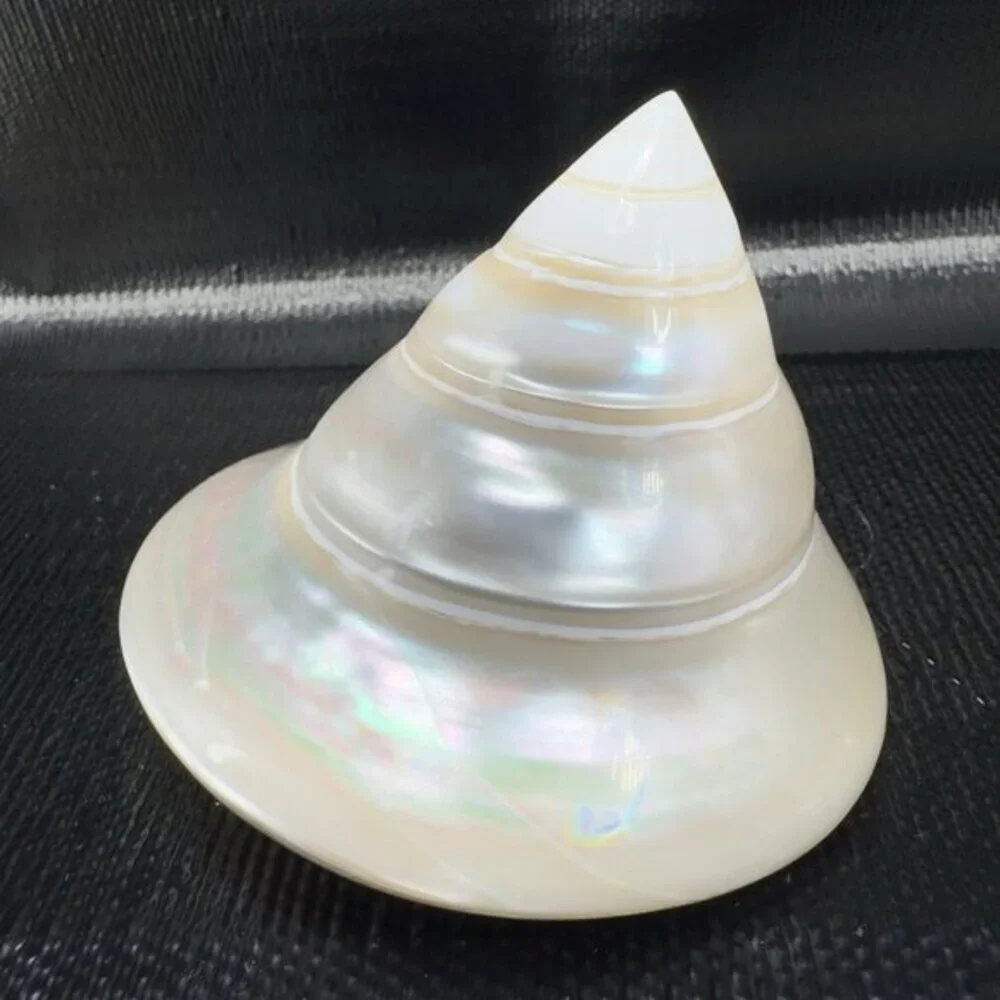 Natural Abalone Shell Iridescent Smooth Niloticus Trochus Pearl Sea Shell Decor‎